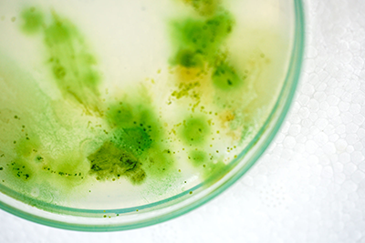 Jak na řasy v jezírku? Dlouhá vláknitá řasa nebo zelená voda?