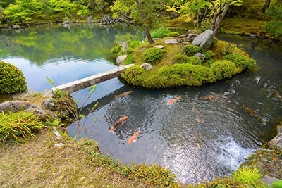 Warum wird gerade Phosphor als Hauptinitiator für das Algenwachstum im Teich genannt?