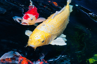 Was ist das beste Fischfutter und wie hält man die Fische im Gartenteich gesund?