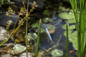 Welche Tiere leben in Ihrem Gartenteich?