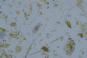 Was ist Plankton?