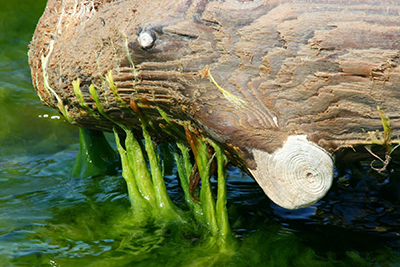 Warum bilden sich überhaupt Algen im Teich? Und kann der Teich komplett algenfrei sein?