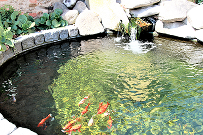 Wann ist der richtige Zeitpunkt, um Fische und Teich auf den Winter vorzubereiten?