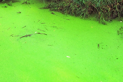 Grünes Wasser im Teich — Ursachen und Lösungen