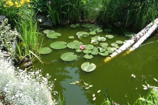 jaro-jezírko-home-pond