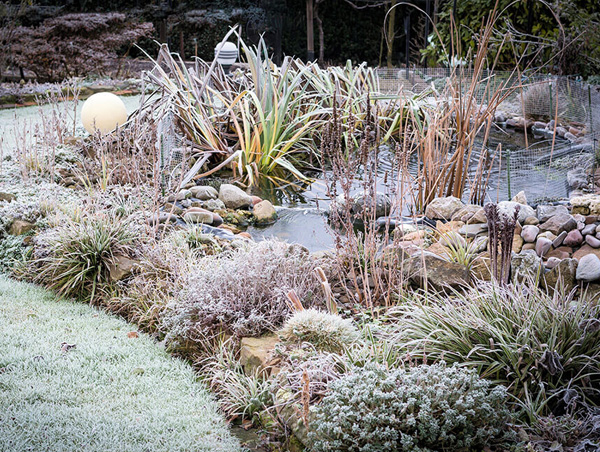Winter Pond