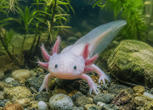 Axolotl a kerti tóban – lehetséges, de...