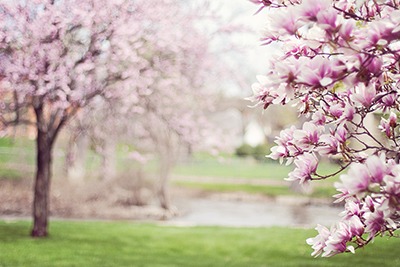 Tiszta kerti tó tavasszal: 3 lépés a szezon tökéletes indításához