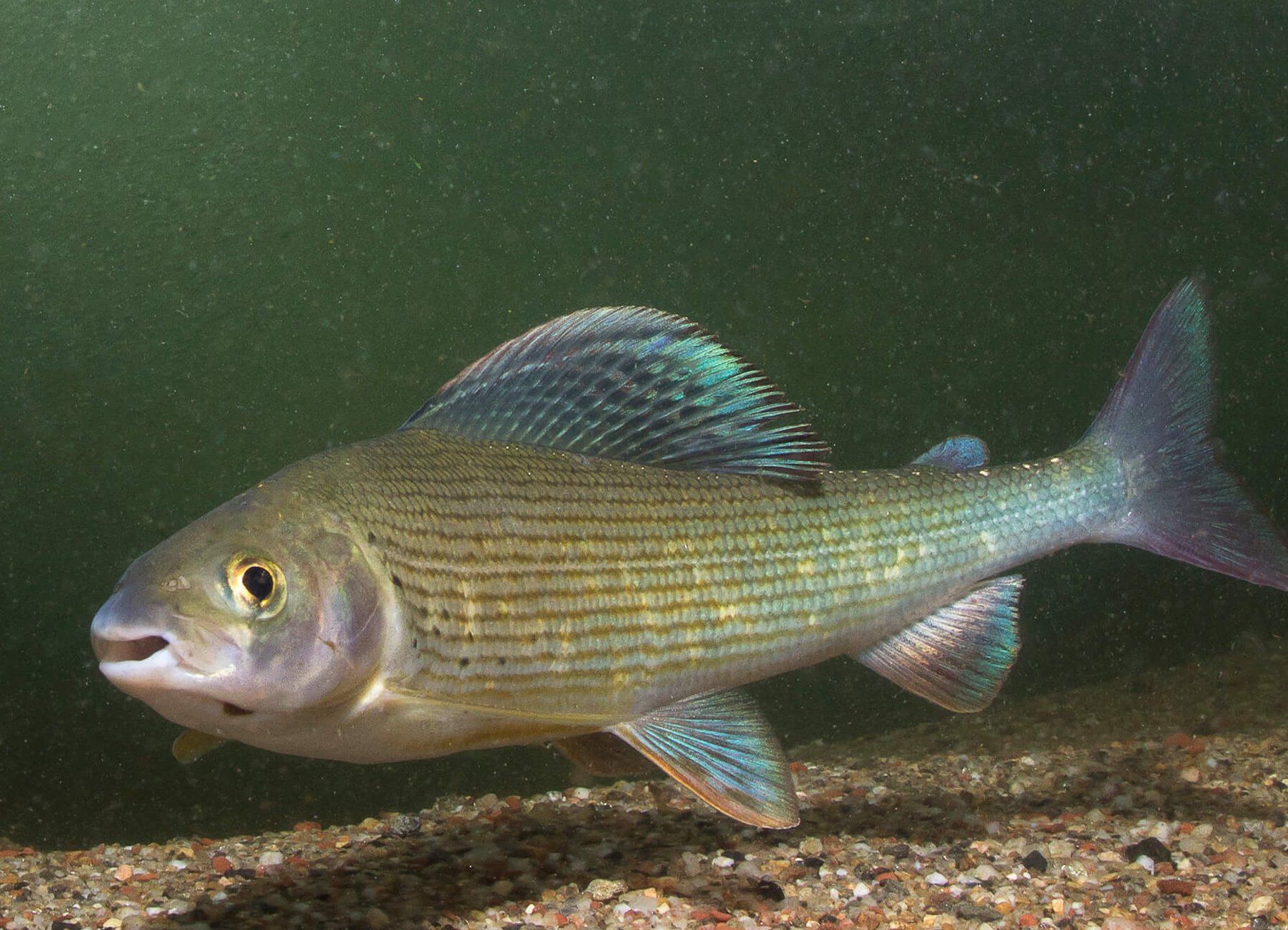 Halakon megjelenő gombás fertőzés: hogyan kezeljük?