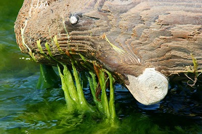 Miért képződik alga a tóban? Lehet-e nyáron egy tó teljesen algáktól mentes?