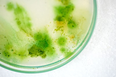 Hogyan kezeljük az algákat a tóban. Hosszú fonalas alga vagy zöld víz?