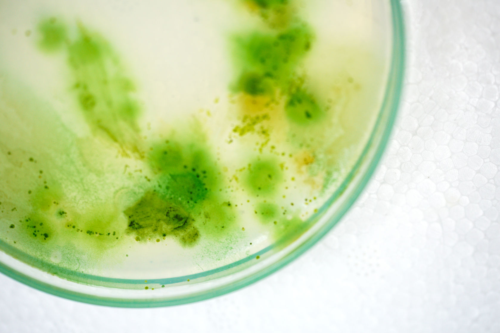 Ako na riasy v jazierku. Dlhá vláknitá riasa alebo zelená voda?