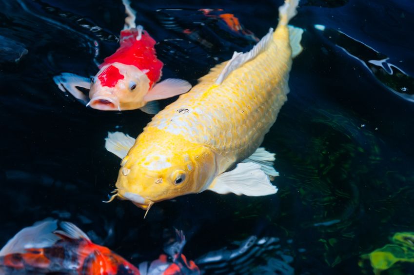 Aké je najlepšie krmivo pre ryby a ako mať zdravé ryby v záhradnom jazierku?