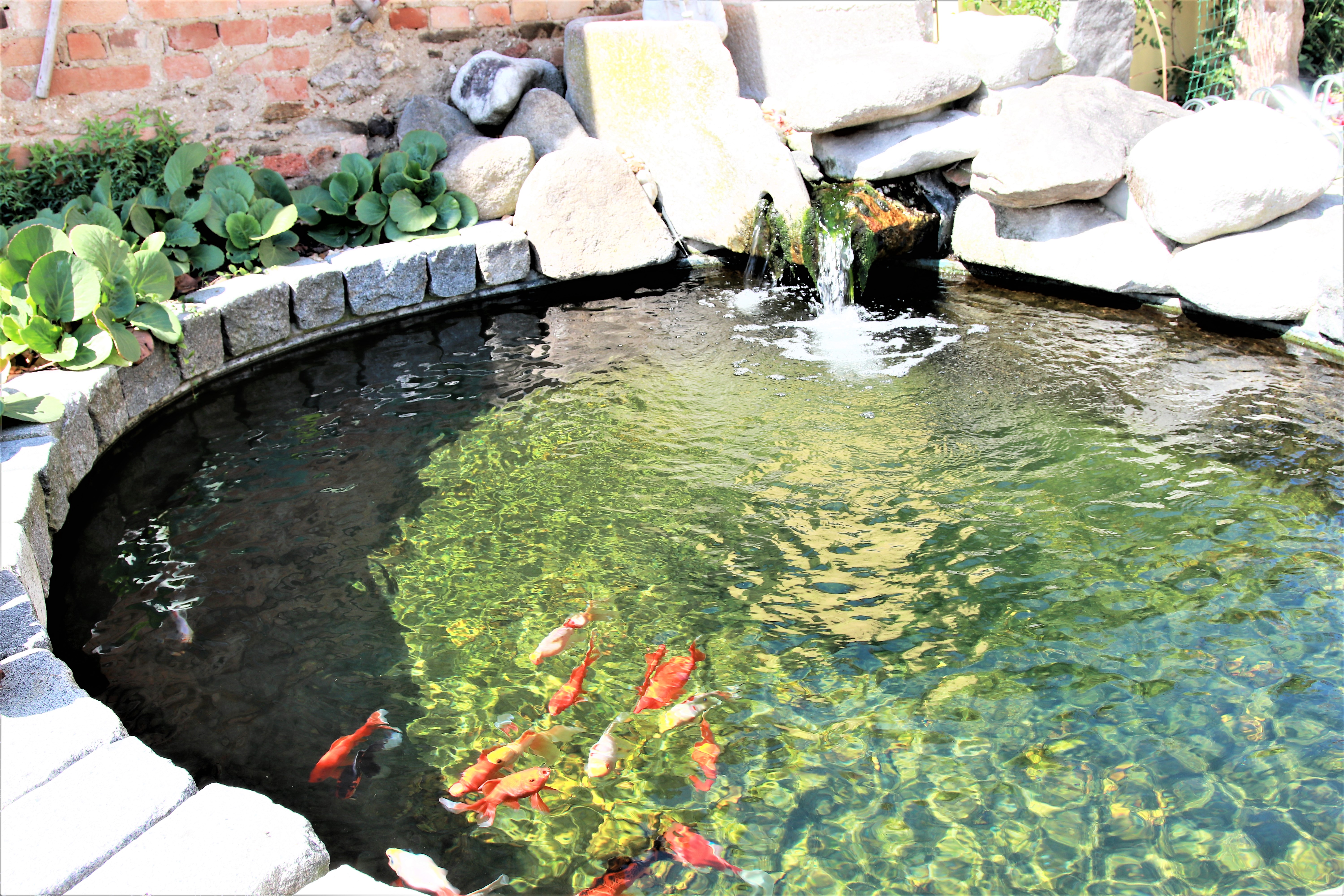 Kedy je správny čas pripraviť ryby a jazierko na zimu?