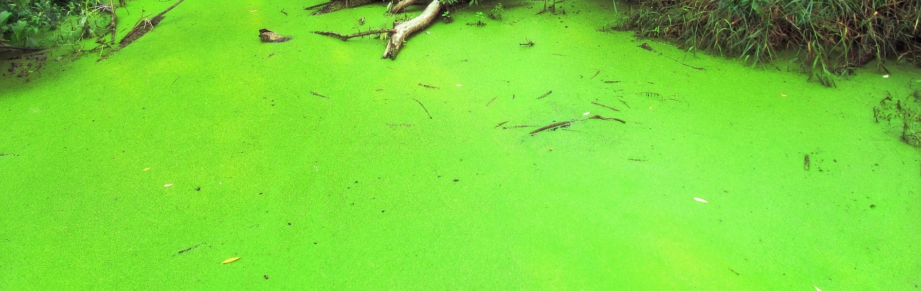 Zelená voda v jazierku — príčiny a odstránenie