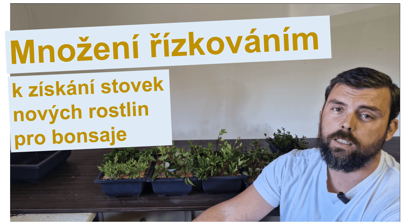 Praktický návod, jak množit řízkováním