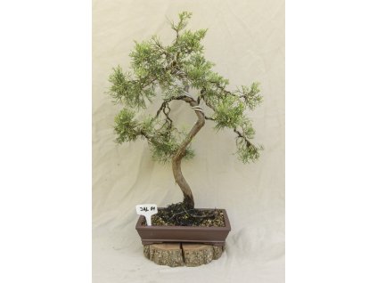 Jalovec (Juniperus Sabina)
