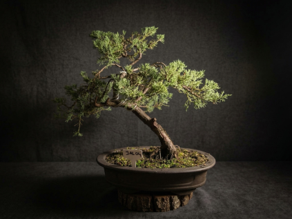 Jalovec (Juniperus Sabina)