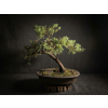 Jalovec (Juniperus Sabina)