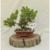 Jalovec (Juniperus Procumbens)