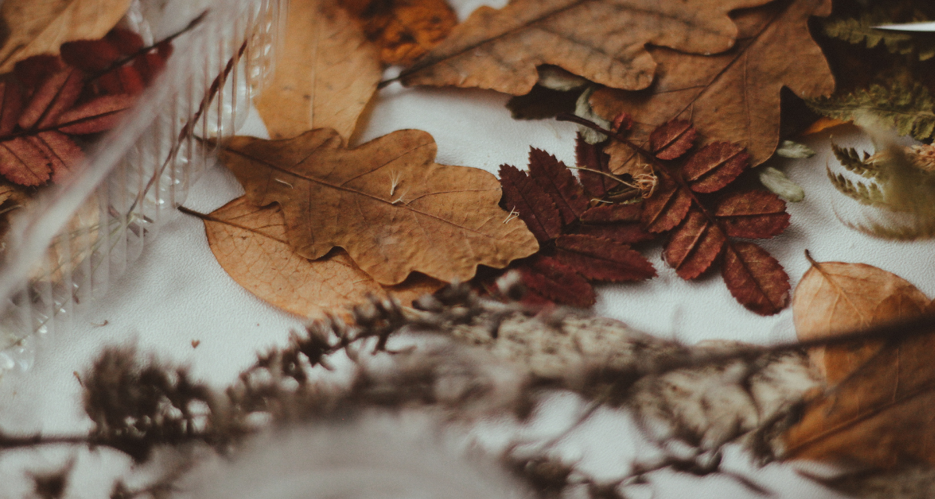 Svatomartinská husa 10.-12.2023