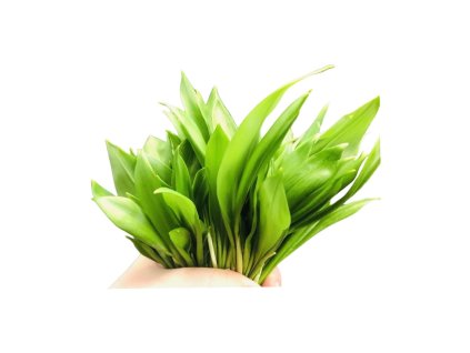 medvědí česnek v ruce