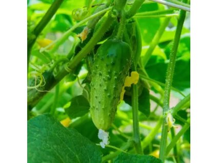 65c5dd280247733679992a01cde47e37059f61e3 original 420x420