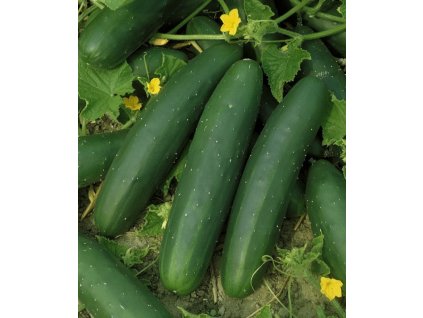 39f29a477bbeb8d5dbcb011cba2bc99341ee1558 original 600x714