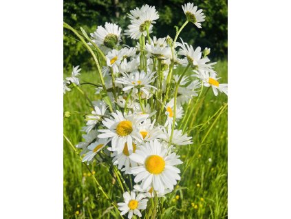 0ea5c452db7233da552aea25a0f4aa76136f0119 original 3024x4032