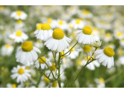 c0918406e0b8285b25ff750e6ade17f952dbbcbc original 2000x1333