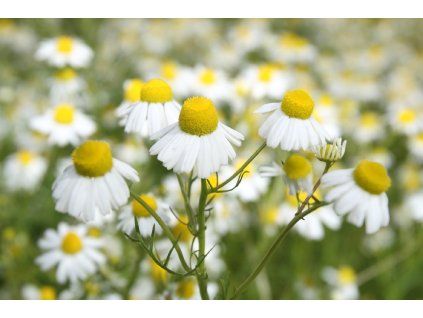 c0918406e0b8285b25ff750e6ade17f952dbbcbc original 2000x1333