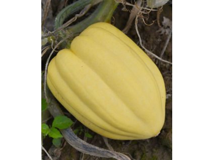 748 bio tykev acorn cream of the crop 0 6 1 kg