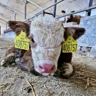 Tohle tele by se mohlo jmenovat „Pondělí v jednom obrázku.“ 🤣🤣🤣