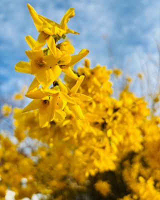 JARO V POLNÉ PARÁDĚ...