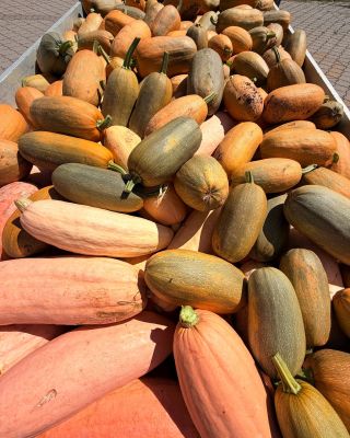 🎃 Špagetová dýně a Pink Jumbo Banana tykev jsou právě k dispozici! Vše pěstujeme bez chemie a v BIO kvalitě. Špagetová...