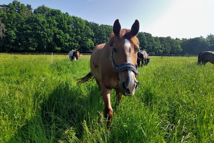 Péče o pastviny nejen na podzim