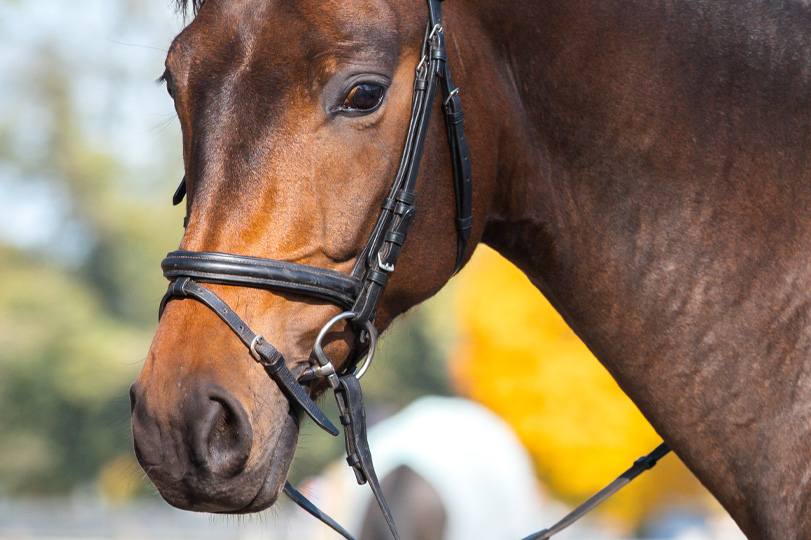 Testujeme Fager Annu, Biancu a Marii