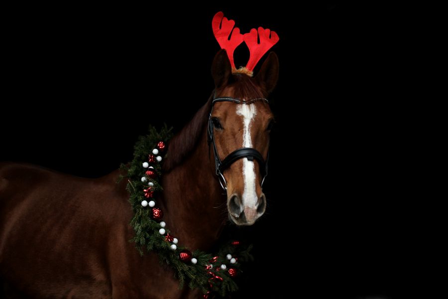 Testujeme cukroví pro koně