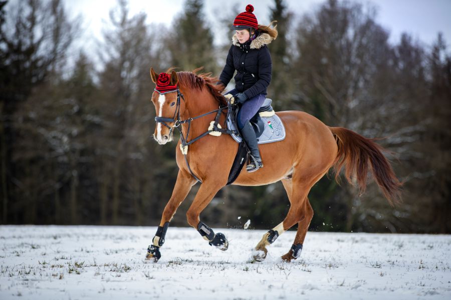 Zimní období u koní