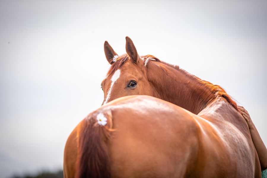 Seznamte se s kolikou