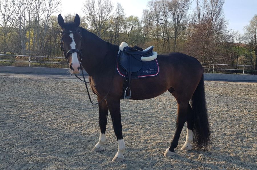 Testování produktů od značek Premier Equine a QHP