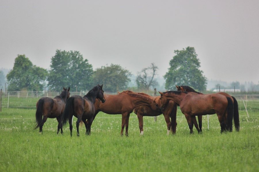 Jarní pastva - spása nebo riziko?