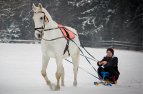 Skijoring aneb Pojďme si zalyžovat! 