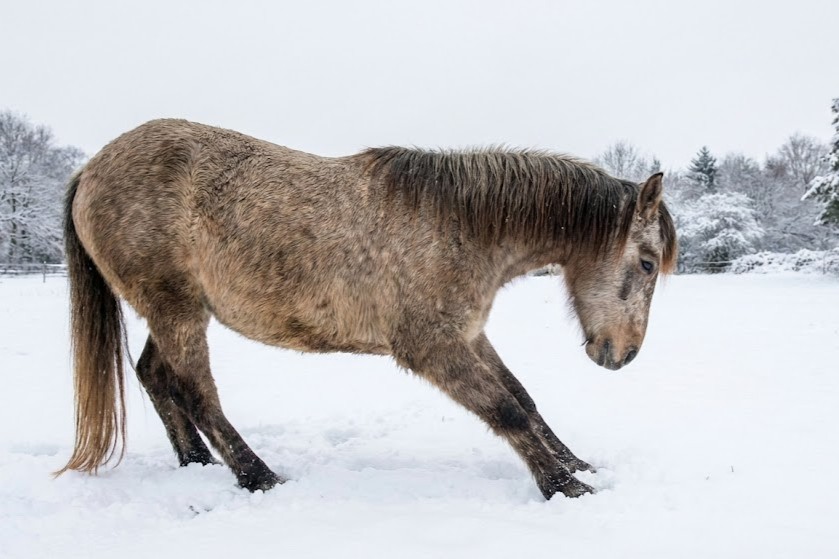 Schvácení kopyt v zimě?