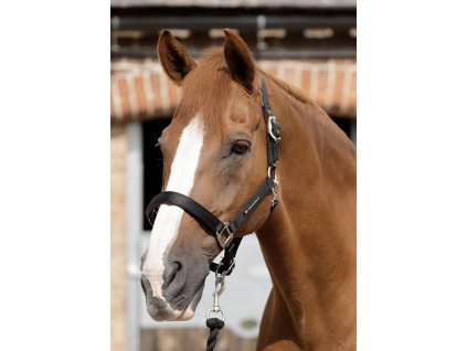 SS19 Plain Padded Head Collar Black Main Image RGB 72 zoom