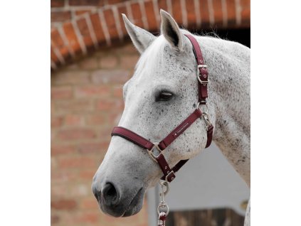 Plain Padded Head Collar Burgundy 768x