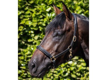 Padded Leather Head Collar Black 1 2048x