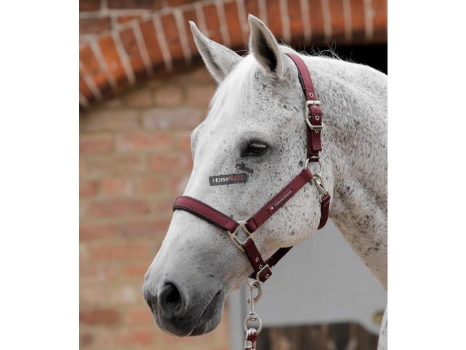 Plain Padded Head Collar Burgundy 768x