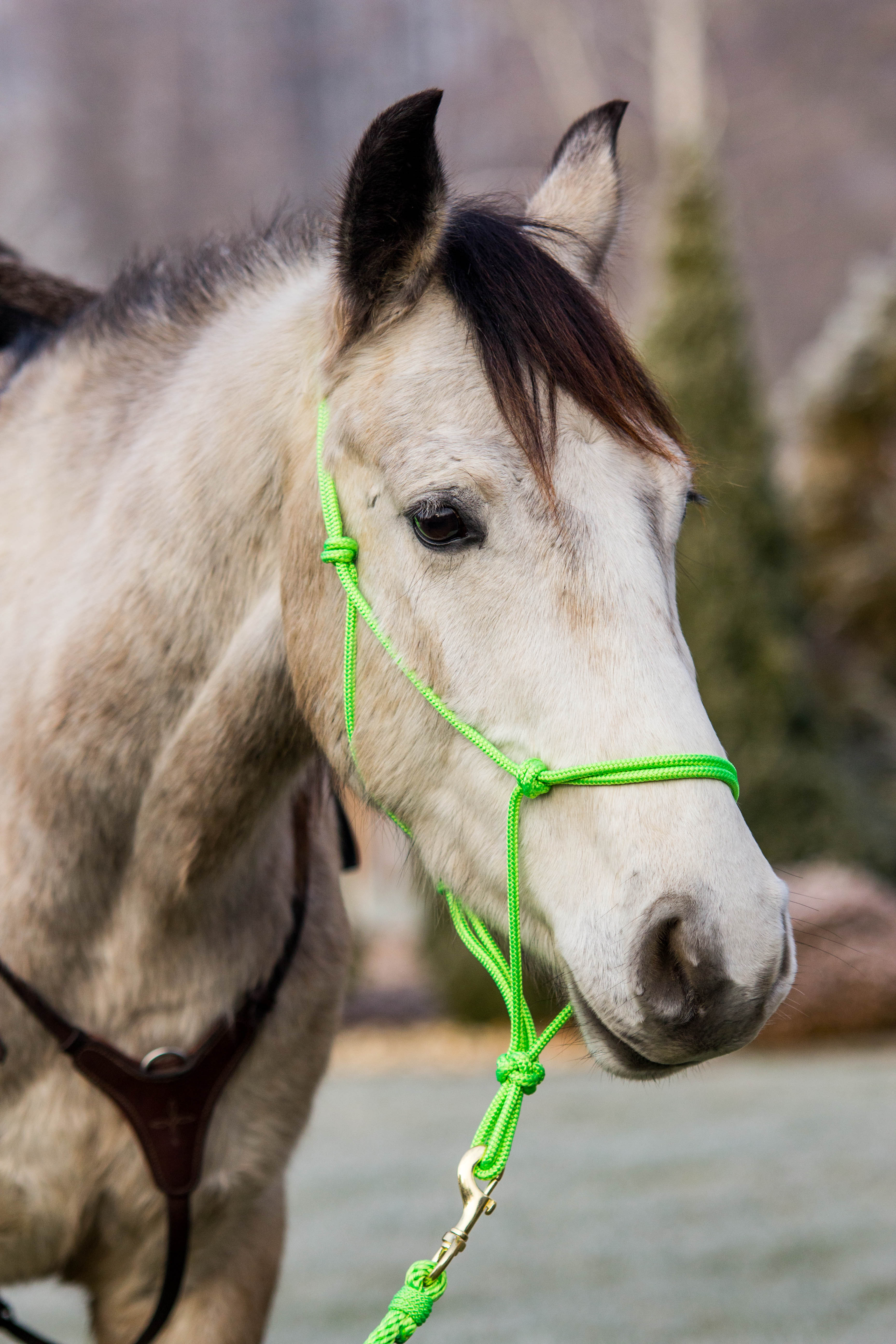 Provazová ohlávka NEON Zelená Barvy ohlávek: zelená, Varianta: Pony