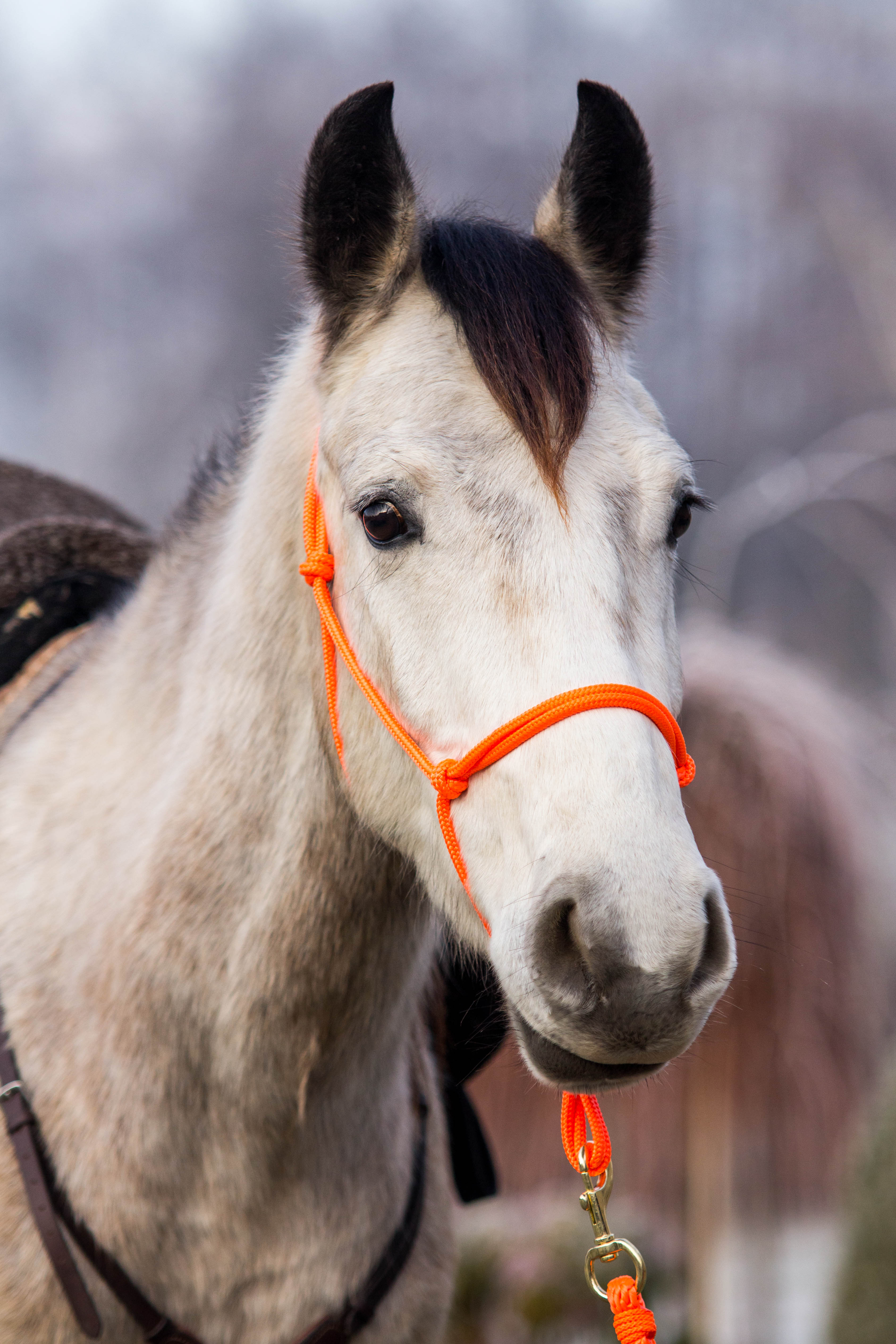 Provazová ohlávka NEON Oranžová Barvy ohlávek: oranžová, Varianta: Pony